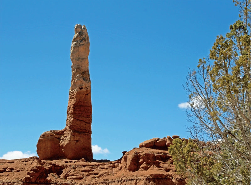 Nature's Penis Portrait 2025 Calendar