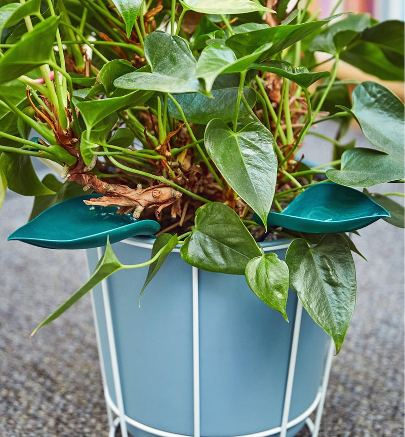 Watering Leaves