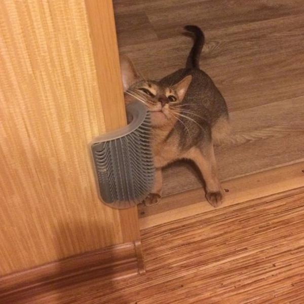 Pet Scratching Brush